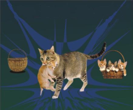 Cats moving 2