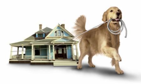 dog_house